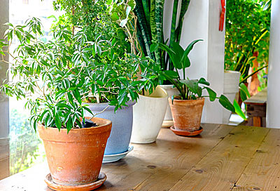 Tipps für die Pflege der Zimmerpflanzen
