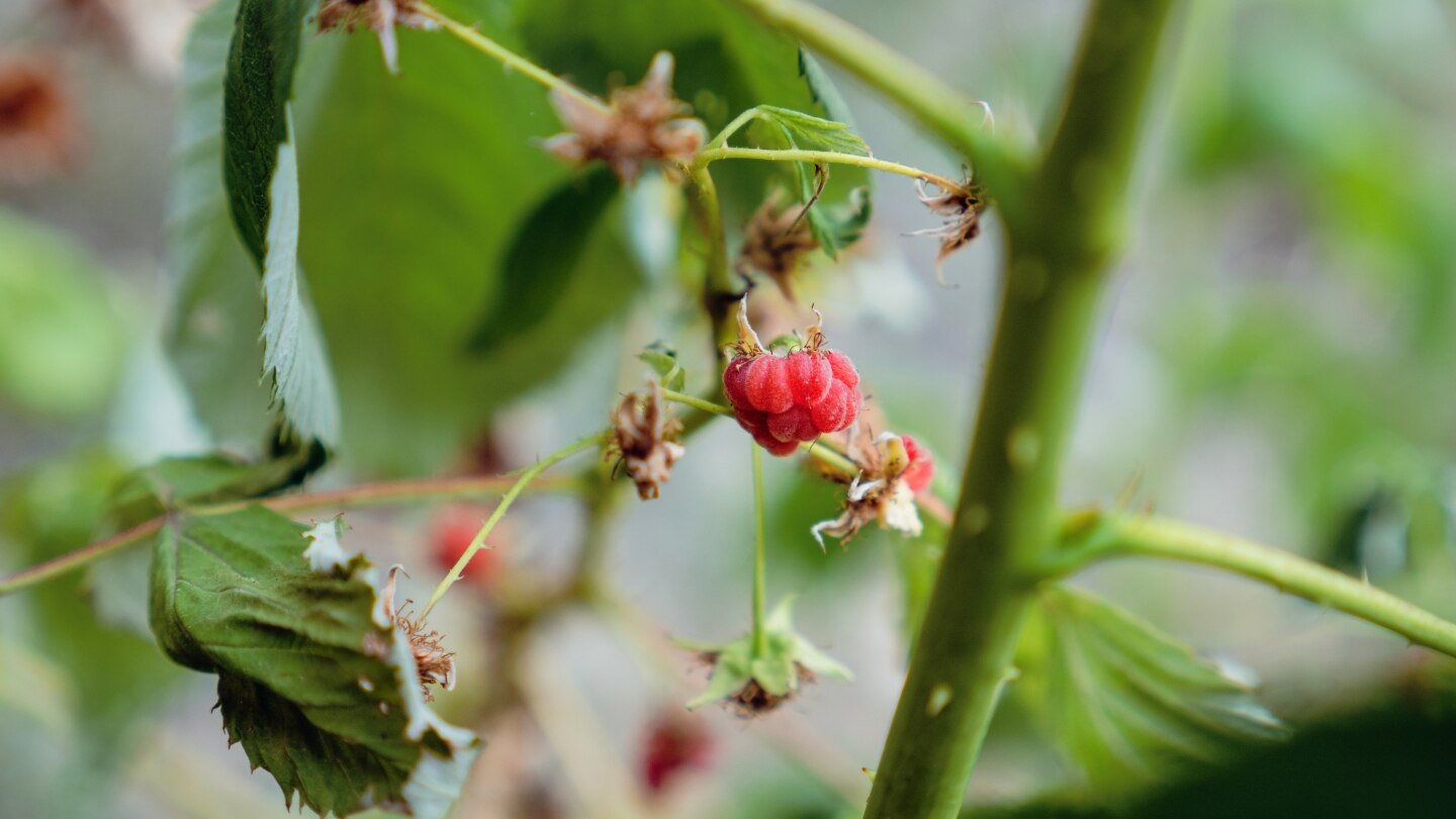 Himbeeren