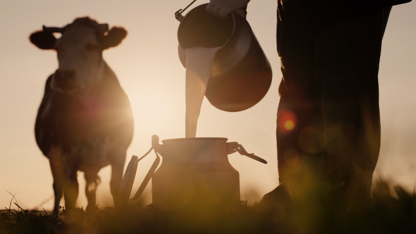 bauer kippt milch in eine kanne vor einem Sonnenuntergang
